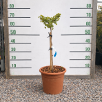 Ginko dvojlaločné (Ginkgo biloba) ´MARIKEN´ – výška 60-70 cm, kont. C9L - NA KMIENKU